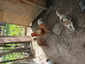 Cocosi și rate mute