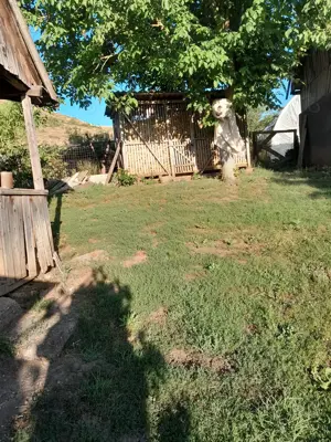 Casa de vanzare - imagine 10