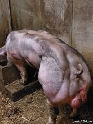 Monte artificiale scroafe si scrofite - imagine 4