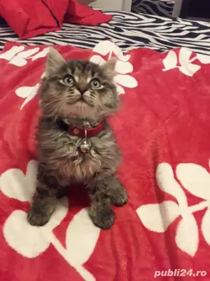 Norvegiana de Pădure 