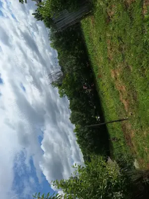 Vând casa  plus teren - imagine 4 Vând casa  plus teren - imagine 4