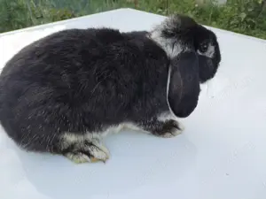 Iepuri Femela Berbec German Pitic Mini Loop - imagine 2