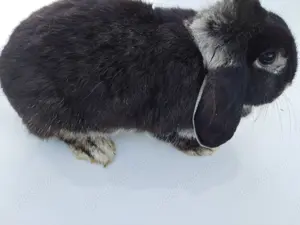 Iepuri Femela Berbec German Pitic Mini Loop - imagine 3