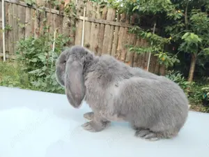 Mascul adult albastru vienez, rasa Berbec German - iepuri