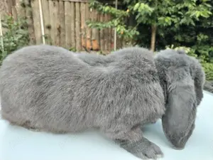 Mascul adult albastru vienez, rasa Berbec German - iepuri - imagine 4