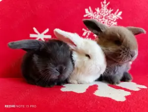 Mascul adult albastru vienez, rasa Berbec German - iepuri - imagine 5