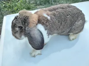 Femelă Uriaș Berbec German - iepuri - imagine 5