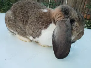 Femelă Uriaș Berbec German - iepuri - imagine 4