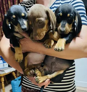 Pui Teckel Dachshund  - imagine 2