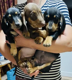 Pui Teckel Dachshund  - imagine 3