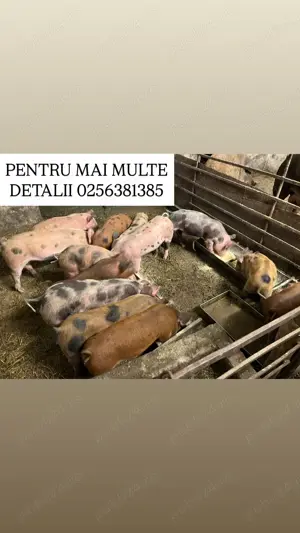 Vând purcei Petrean-Duroc