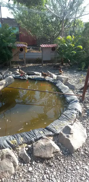 Rate exotice perechi - imagine 2 Rate exotice perechi - imagine 2