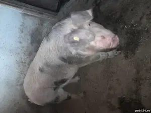 vand porc  - imagine 2