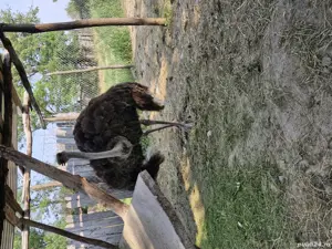 familie de struti - imagine 2