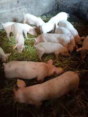 Purcei de vânzare  - imagine 2