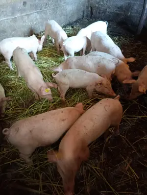 Purcei de vânzare  - imagine 3