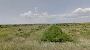 Teren extravilan cota parte 1/3 Cernatesti , ID: R2586146 - imagine 7 Teren extravilan cota parte 1/3 Cernatesti , ID: R2586146 - imagine 7