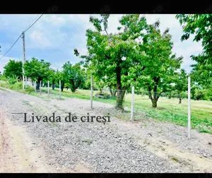 Teren cu livada de ciresi