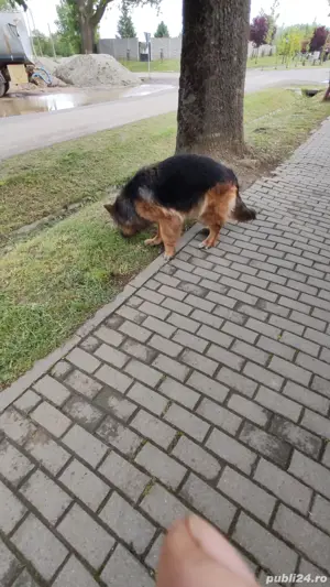 Disponibilă femelă ciobănesc german păr lung cu carnet si vaccinurii cu certificat pedigre 