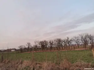 Vand teren intravilan Boghis - imagine 2