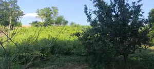 CASĂ DE VÂNZARE   Esechioi, Ostrov, jud. Constanța   2185 mp teren - imagine 4