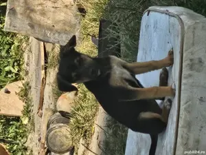 donez catei - imagine 2