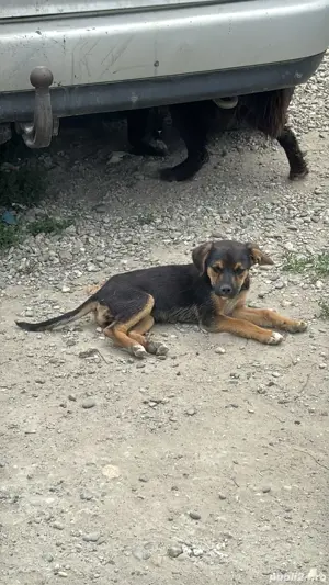 donez catei - imagine 4