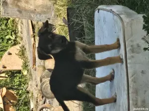 donez catei - imagine 3