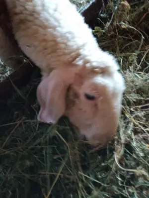 Vând 3 oi bergamasca cu 3 miei în vârstă de 3 4 luni - imagine 2 Vând 3 oi bergamasca cu 3 miei în vârstă de 3 4 luni - imagine 2