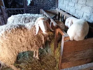 Vând 3 oi bergamasca cu 3 miei în vârstă de 3 4 luni - imagine 3 Vând 3 oi bergamasca cu 3 miei în vârstă de 3 4 luni - imagine 3