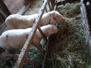 Vând 3 oi bergamasca cu 3 miei în vârstă de 3 4 luni - imagine 4 Vând 3 oi bergamasca cu 3 miei în vârstă de 3 4 luni - imagine 4