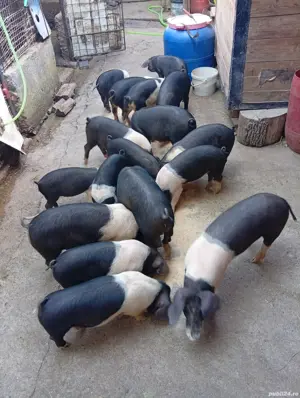 ȘOLDANI 100% Bazna, de genetică superioară