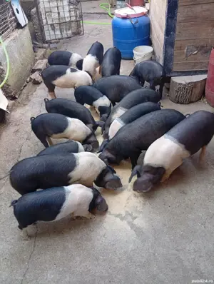 ȘOLDANI 100% Bazna, de genetică superioară - imagine 2