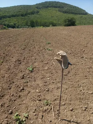 Teren extravilan 1500 mp (viitor intravilan) loc. Telita, comuna Frecatei, jud. Tulcea - imagine 6