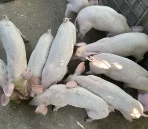 Purcei de vânzare  - imagine 2