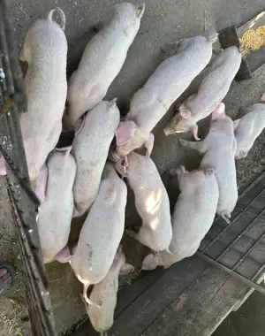 Purcei de vânzare  - imagine 5