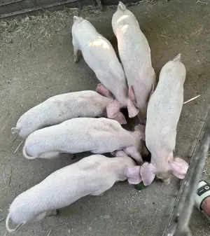 Purcei de vânzare  - imagine 3