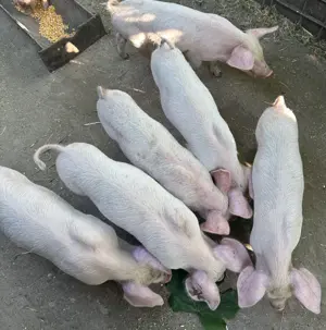 Purcei de vânzare  - imagine 4