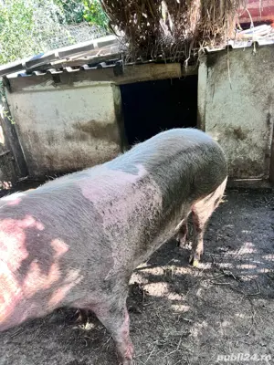 Vand porc pietrain crescut bio - imagine 2