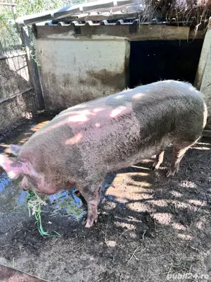 Vand porc pietrain crescut bio - imagine 3