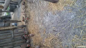 fazani comuni de vânzare  - imagine 4 fazani comuni de vânzare  - imagine 4