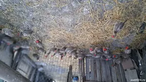 fazani comuni de vânzare  - imagine 3 fazani comuni de vânzare  - imagine 3