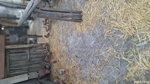 fazani comuni de vânzare  - imagine 2 fazani comuni de vânzare  - imagine 2