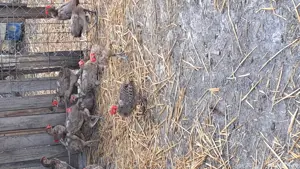 fazani comuni de vânzare