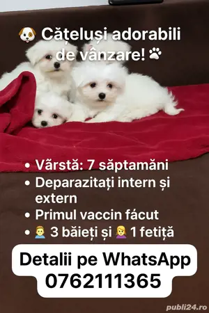 Bichon Maltez Toy  - imagine 3