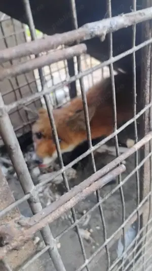 Albi voiajori maturi