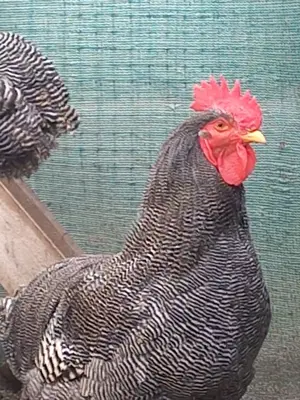 Găini pitice și mari de rasa - imagine 3