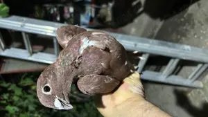 Albi voiajori maturi - imagine 2