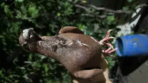 Albi voiajori maturi - imagine 4