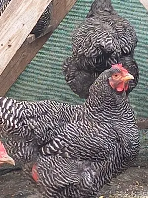 Albi voiajori maturi